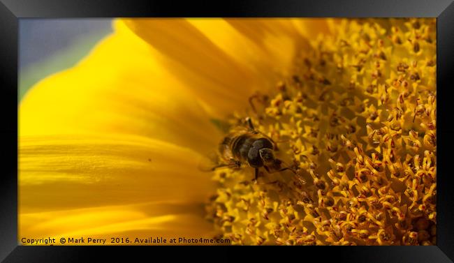 Mr Hover Fly Framed Print by Mark Perry