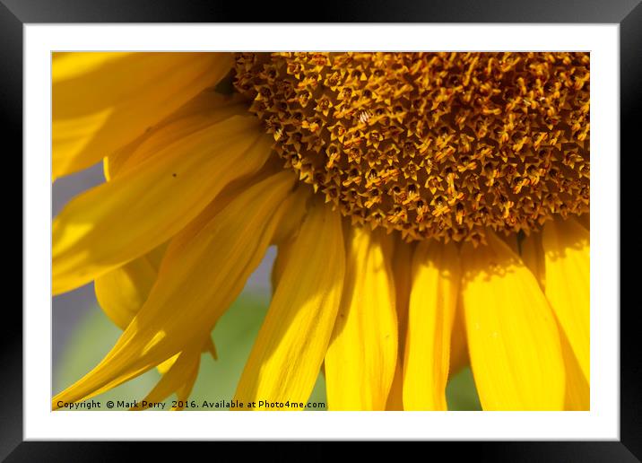 Sunflower  Framed Mounted Print by Mark Perry