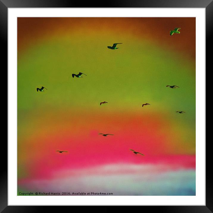 Seagulls in flight Framed Mounted Print by Richard Harris