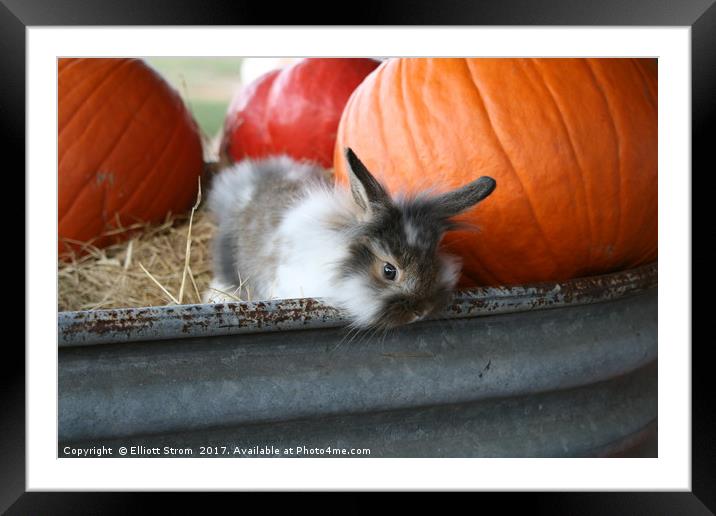 Bunny and Pumpkins Framed Mounted Print by Elliott Strom