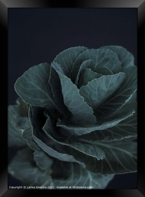 Green cabbage Framed Print by Larisa Siverina