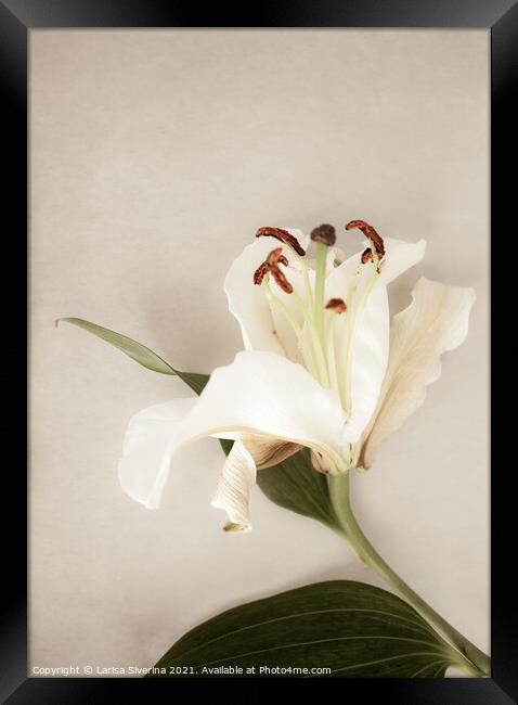 White lily Framed Print by Larisa Siverina