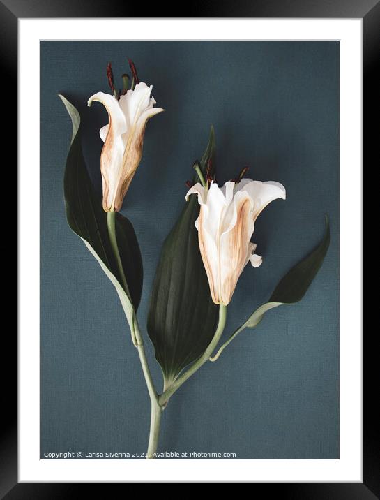 White lily Framed Mounted Print by Larisa Siverina