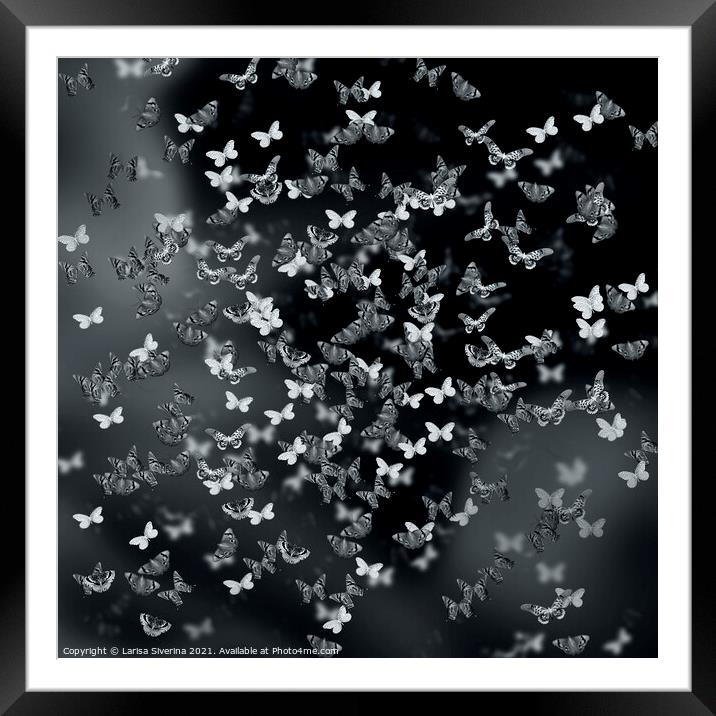 Night butterflies Framed Mounted Print by Larisa Siverina