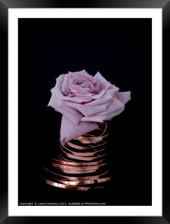 Pink rose Framed Mounted Print by Larisa Siverina