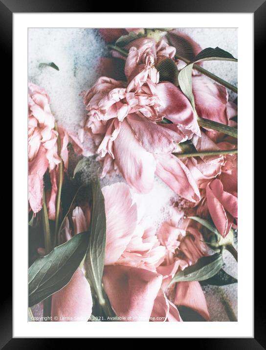 A close up of a flower Framed Mounted Print by Larisa Siverina