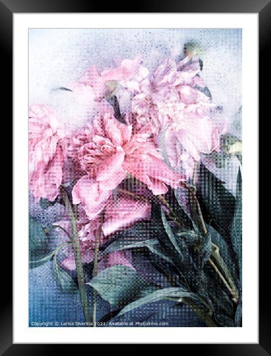 Pink peonies Framed Mounted Print by Larisa Siverina