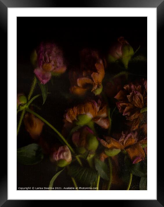 A close up of a flower Framed Mounted Print by Larisa Siverina