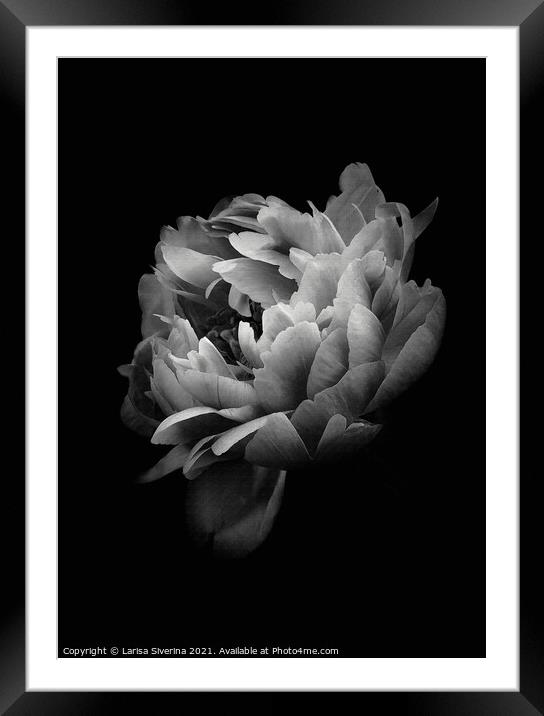 Dark Rose Framed Mounted Print by Larisa Siverina