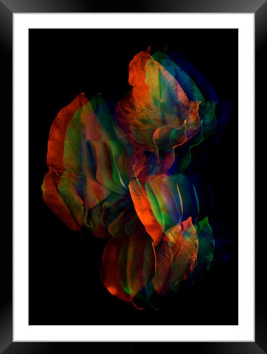 Abstract colored leaves Framed Mounted Print by Larisa Siverina