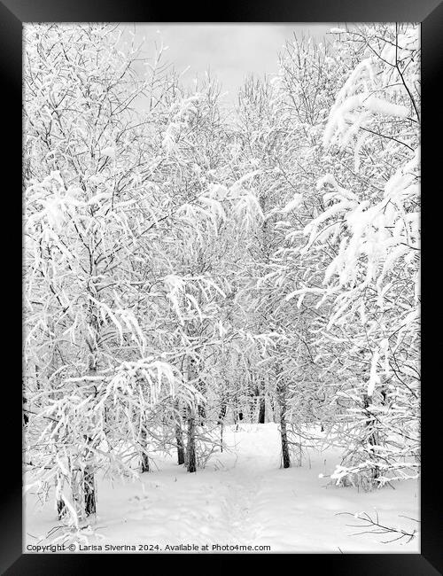 A tree covered in snow Framed Print by Larisa Siverina