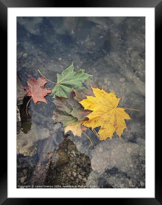 Plant leaves Framed Mounted Print by Larisa Siverina