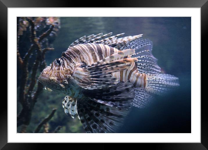 Zebra fish Framed Mounted Print by Larisa Siverina