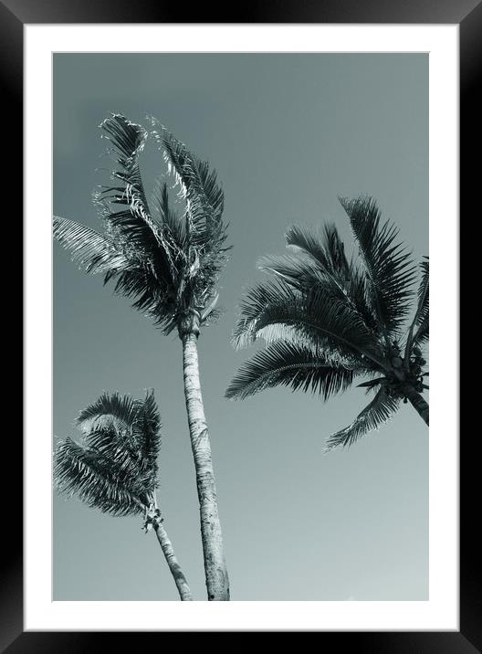 Palm trees Framed Mounted Print by Larisa Siverina