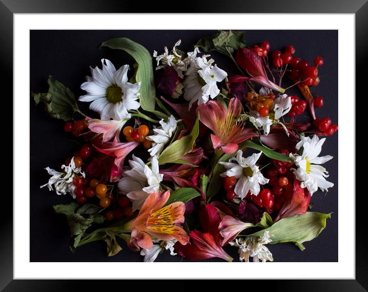 Autumn flowers Framed Mounted Print by Larisa Siverina