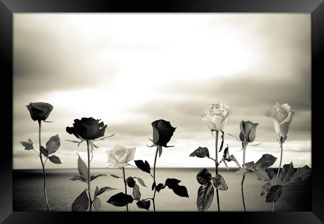 Black roses against sea Framed Print by Larisa Siverina