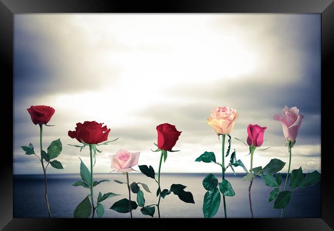 Roses and sea Framed Print by Larisa Siverina