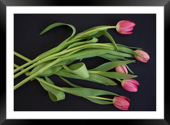 Pink tulips on black background Framed Mounted Print by Larisa Siverina