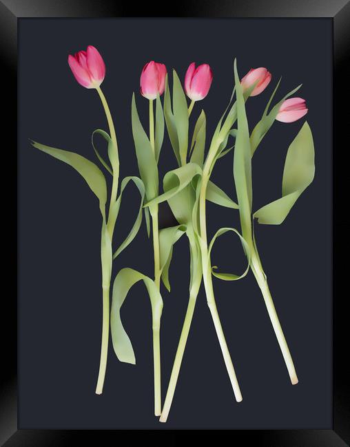 Pink tulips on black background Framed Print by Larisa Siverina