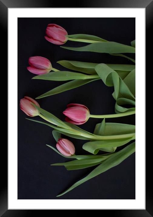 Pink tulips on black background Framed Mounted Print by Larisa Siverina