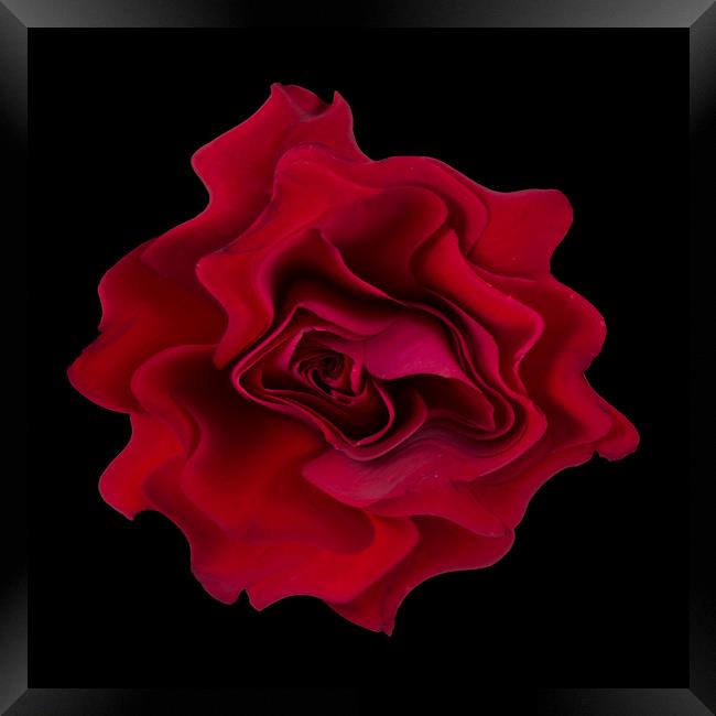 Abstract red rose Framed Print by Larisa Siverina