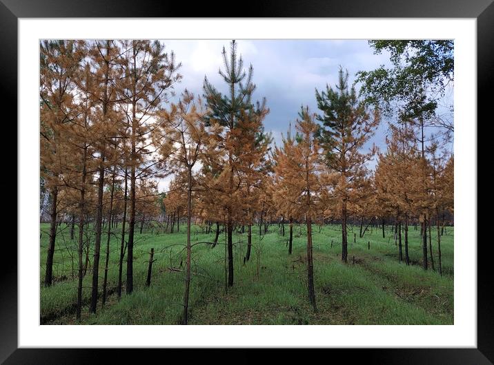 Dry forest Framed Mounted Print by Larisa Siverina