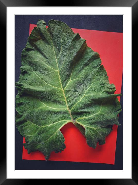 Burdock leaf Framed Mounted Print by Larisa Siverina