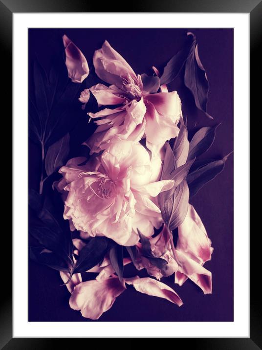 Pink peonies Framed Mounted Print by Larisa Siverina