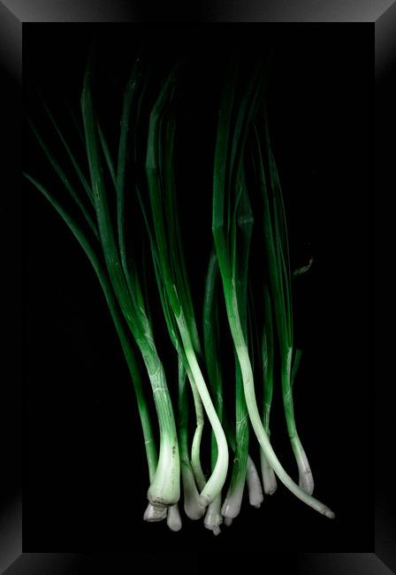 Green onion Framed Print by Larisa Siverina