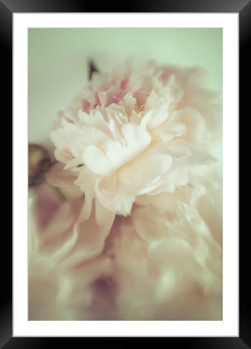 White peonies   Framed Mounted Print by Larisa Siverina