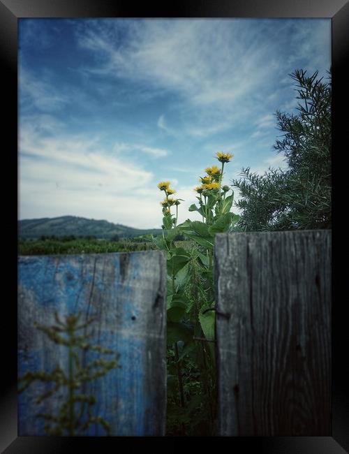 Wood fence. Rural scene. Framed Print by Larisa Siverina