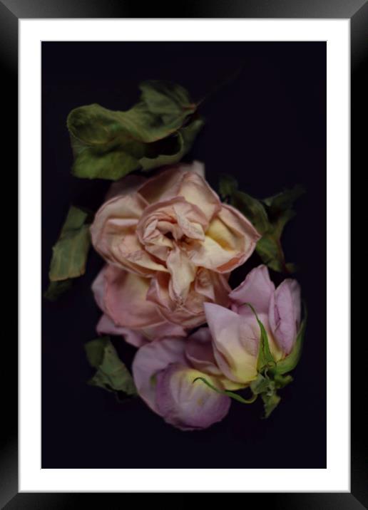Faded rose Framed Mounted Print by Larisa Siverina