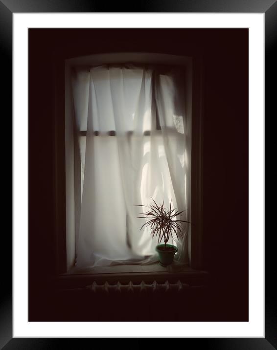 Pot plant on window Framed Mounted Print by Larisa Siverina