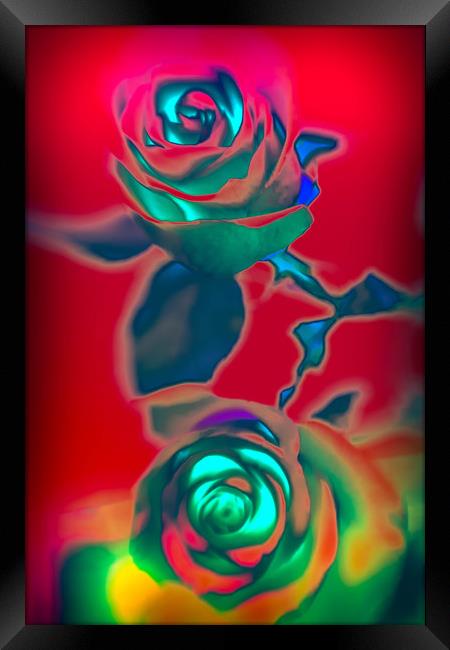 Neon roses Framed Print by Larisa Siverina