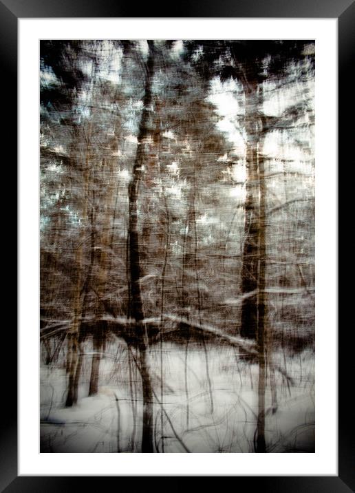 Winter forest Framed Mounted Print by Larisa Siverina