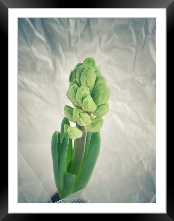 Hyacinth   Framed Mounted Print by Larisa Siverina
