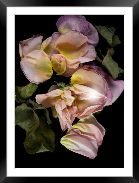 Dry roses flower petals   Framed Mounted Print by Larisa Siverina