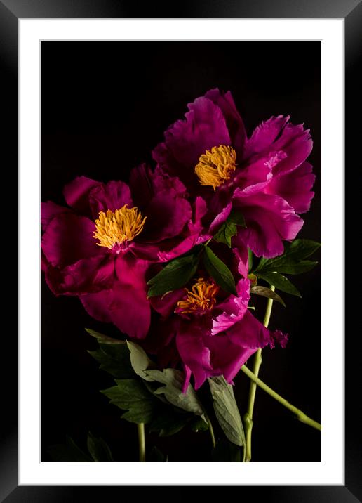 Pink flower peony bouquet macro bokeh background   Framed Mounted Print by Larisa Siverina