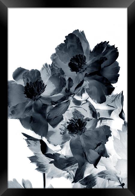 red flower peony macro bokeh background   Framed Print by Larisa Siverina
