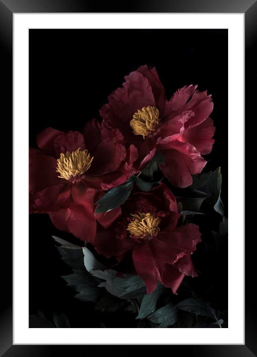 red flower peony macro bokeh background   Framed Mounted Print by Larisa Siverina