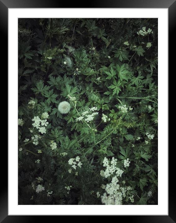 Abstract green grass background Framed Mounted Print by Larisa Siverina