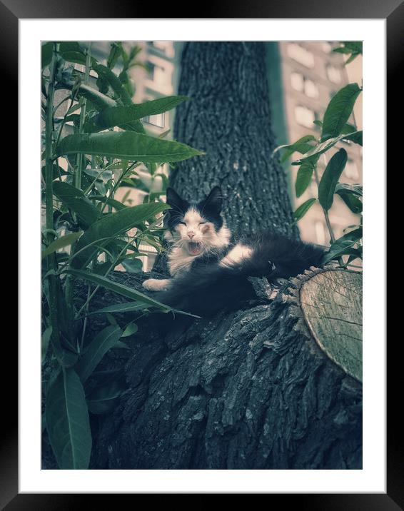 Yawning cat on a tree Framed Mounted Print by Larisa Siverina