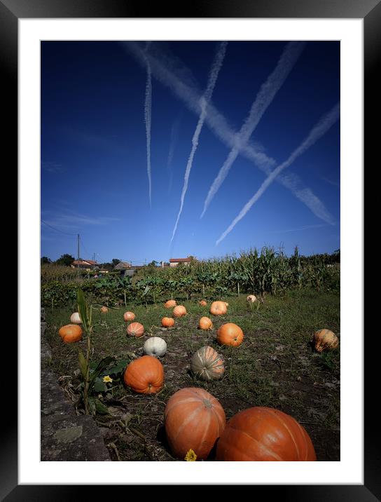 Pumpkins harvest Framed Mounted Print by Larisa Siverina