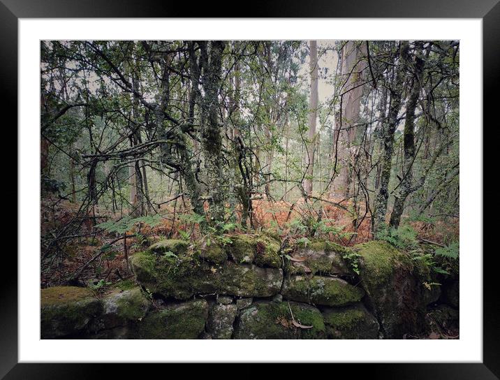Galicia forest Framed Mounted Print by Larisa Siverina