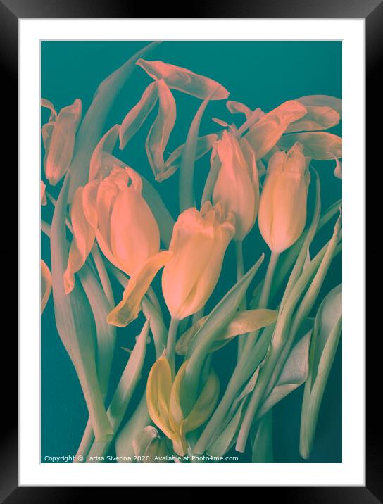 Pink tulips Framed Mounted Print by Larisa Siverina