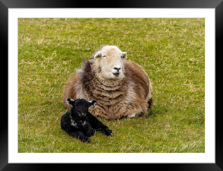 Herdwick Sheep - Mother And Lamb. Framed Mounted Print by Colin Allen