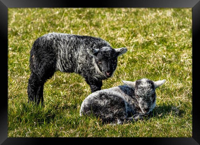 Herdwick Sheep - Twin Lambs. Framed Print by Colin Allen
