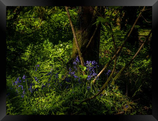 Bluebells in the Forest. Framed Print by Colin Allen