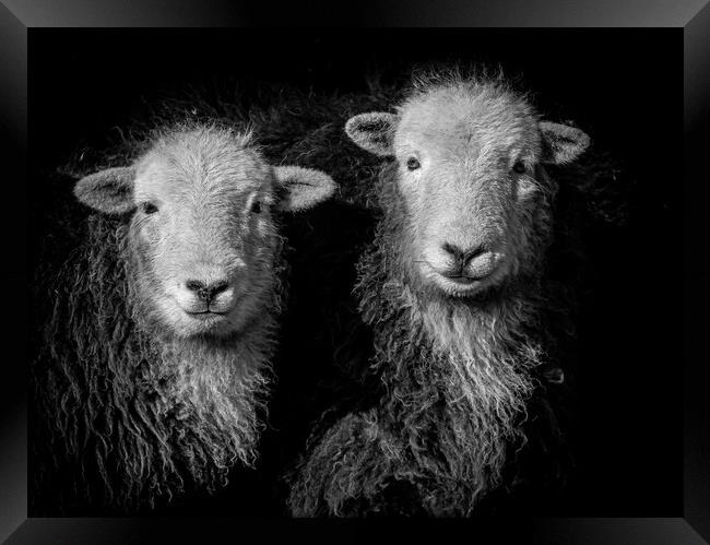 Herdwick Sheep -Monochrome. Framed Print by Colin Allen
