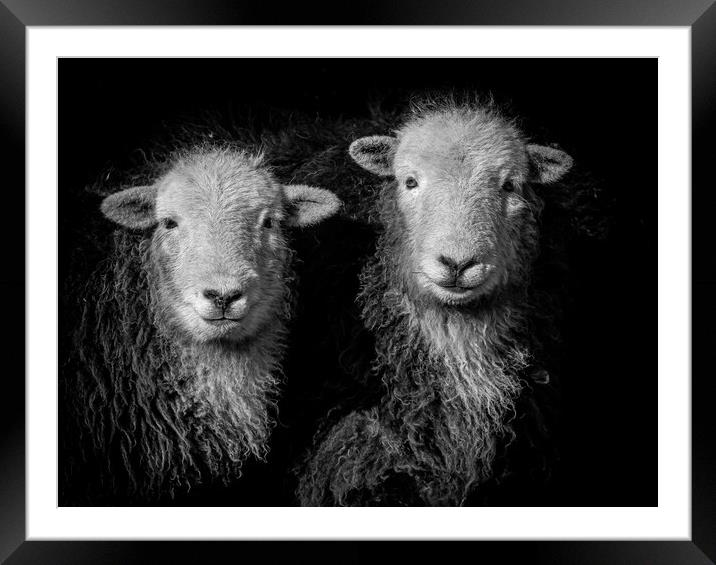Herdwick Sheep -Monochrome. Framed Mounted Print by Colin Allen